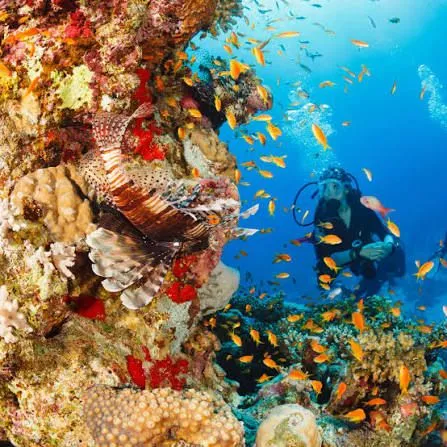 A scuba diver beside a vivid Red Sea coral reef teeming with fish