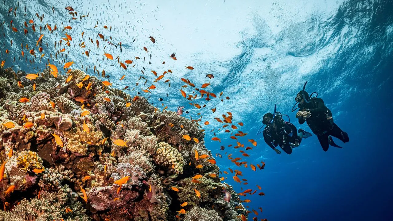 A scuba diver beside a vivid Red Sea coral reef teeming with fish