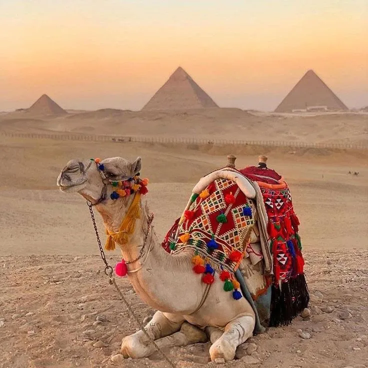 A decorated camel resting before the Pyramids of Giza in warm early light