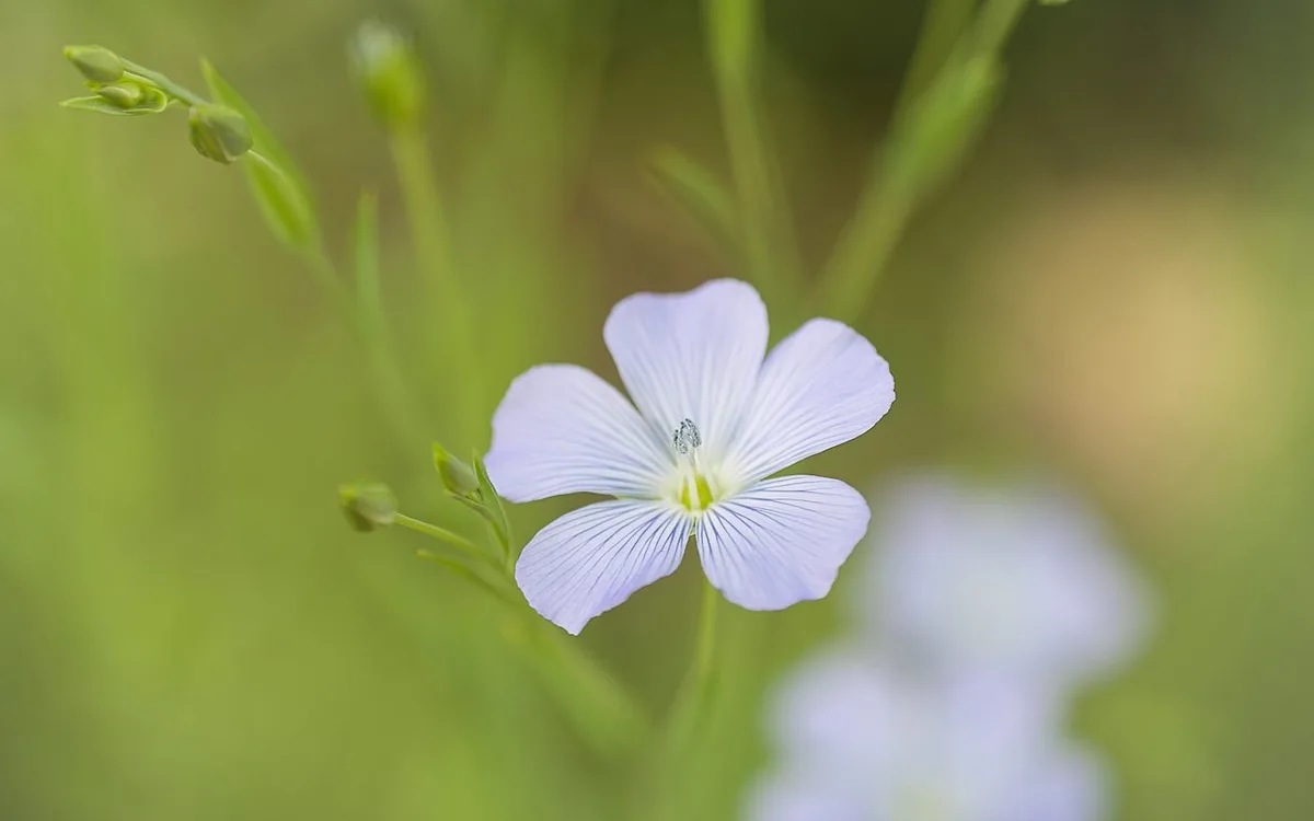 A pale blue flax flower, the plant linen is spun from