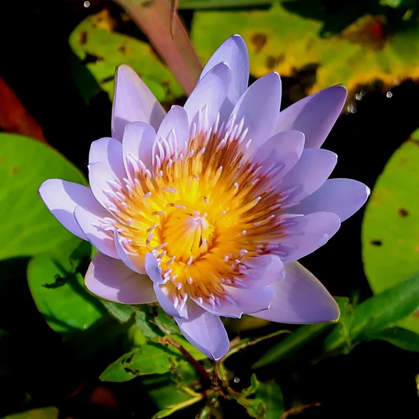 A blue lotus in flower, pale violet petals around a golden heart