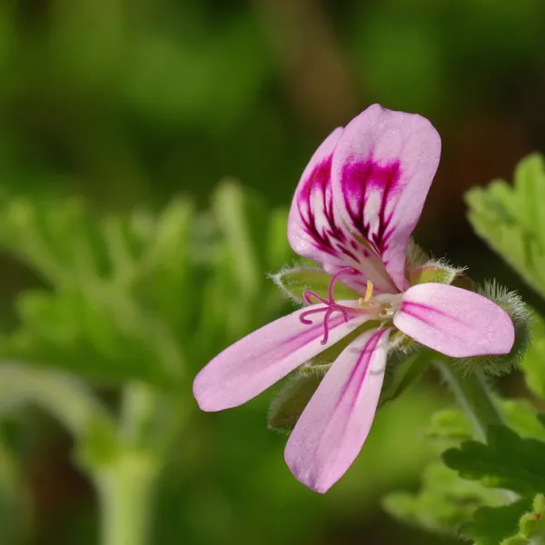 A pink rose-geranium flower among its leaves