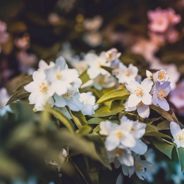 White jasmine in flower