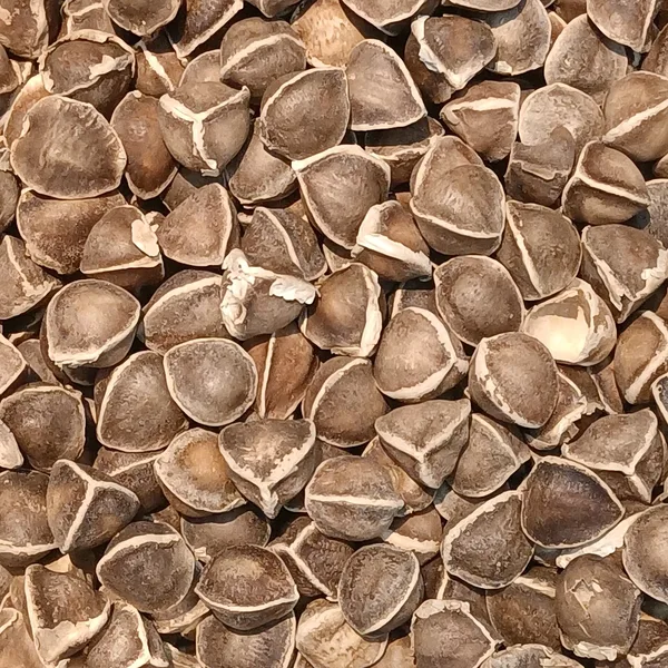 Dried moringa seeds, the source of ben oil