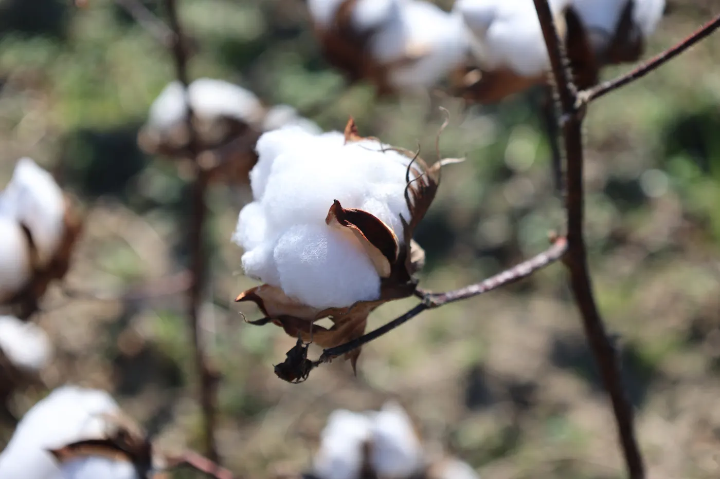 An open cotton boll on the branch